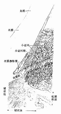 巩膜静脉窦与小梁网结构立体模式图 